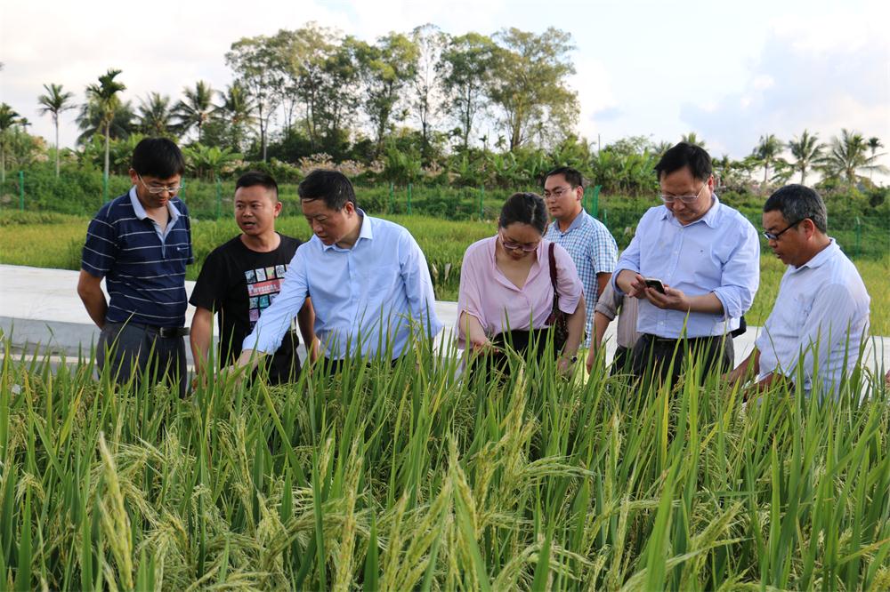 海南南繁育种基地水稻育种忙湖大熊健民校长看望科研人员